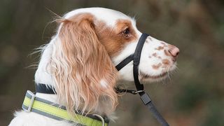 Dog in dog head collar