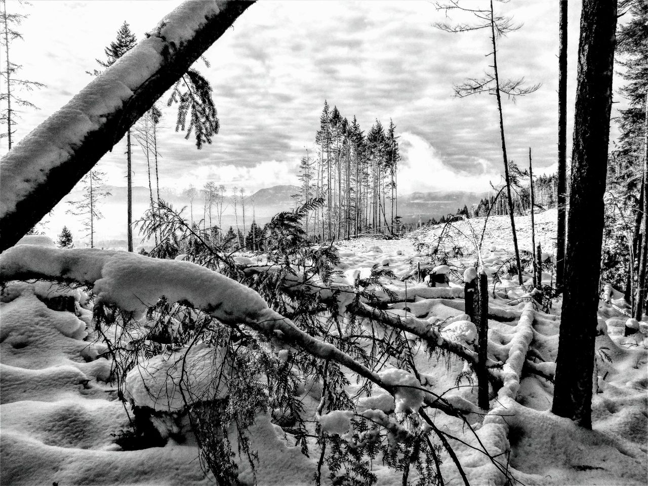Anthony Kimber - Canada
