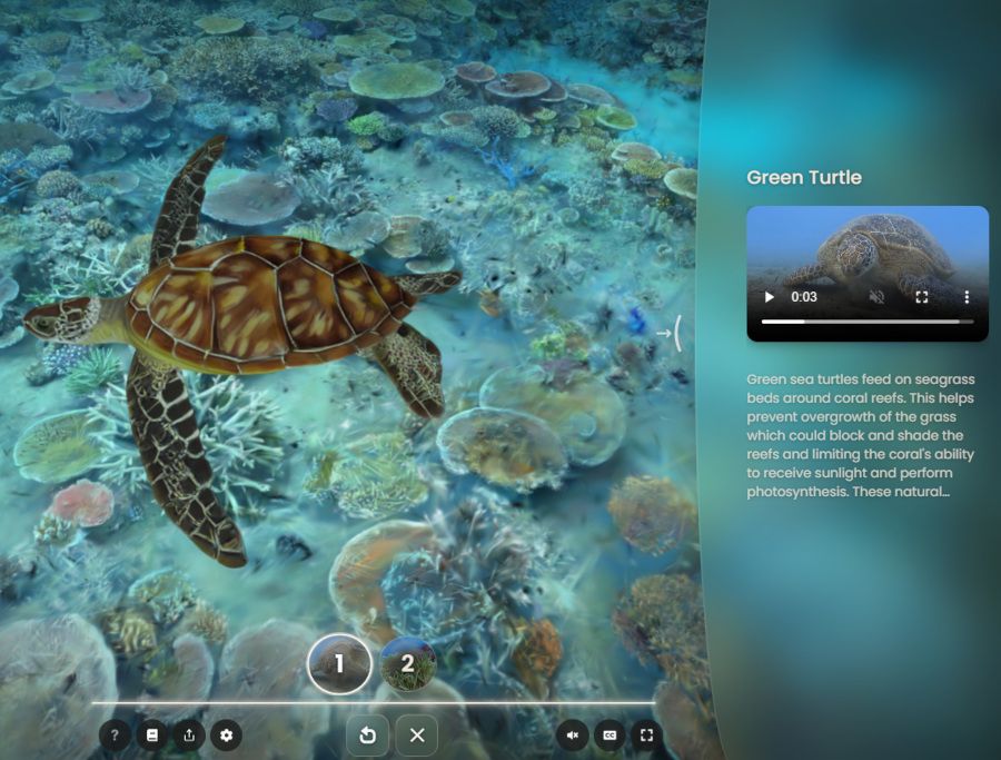 Green turtle in Great Barrier Reef