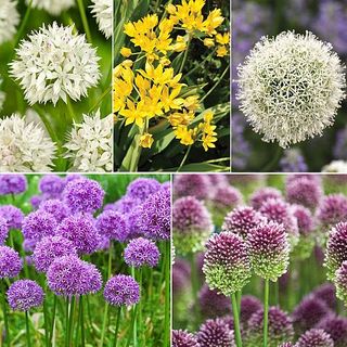 101 Allium Collection