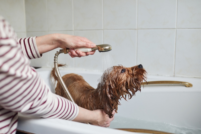 how often should you wash your dog rspca