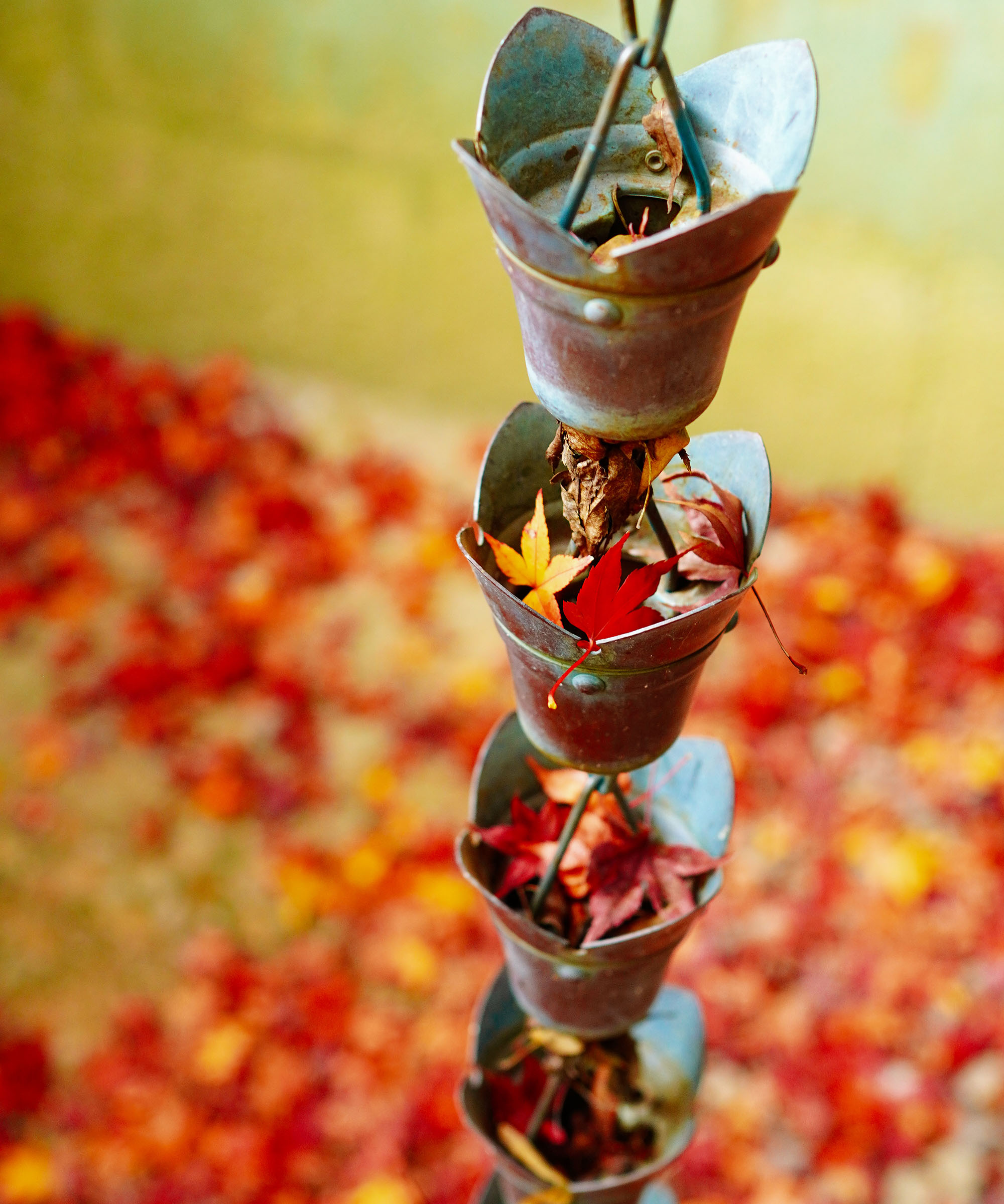 A decorative rain chain in an American garden