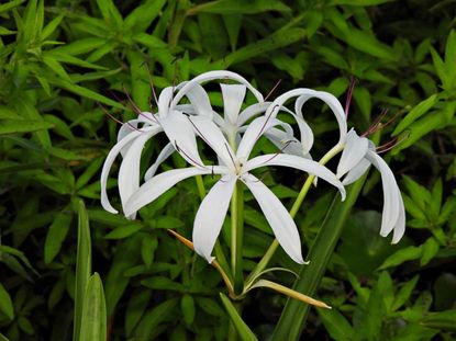 White Crinum Lilies