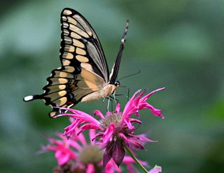 GuruShots - Magnificent Macro