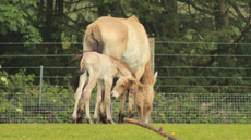 przewalski&rsquo;s horse Marwell Zoo