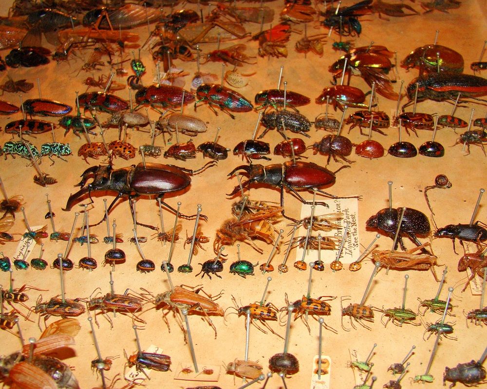 Alfred Russel Wallace&#039;s bug collection