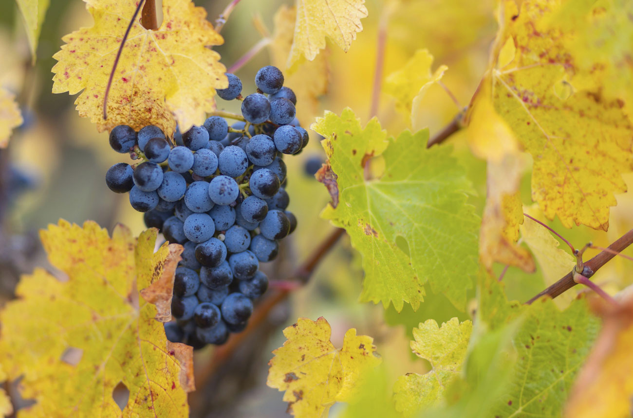 Cabernet Sauvignon grapes Coonawarra, Australia
