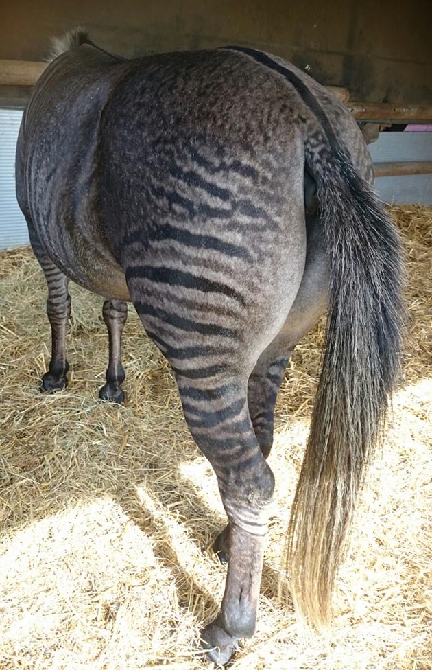 zuluback