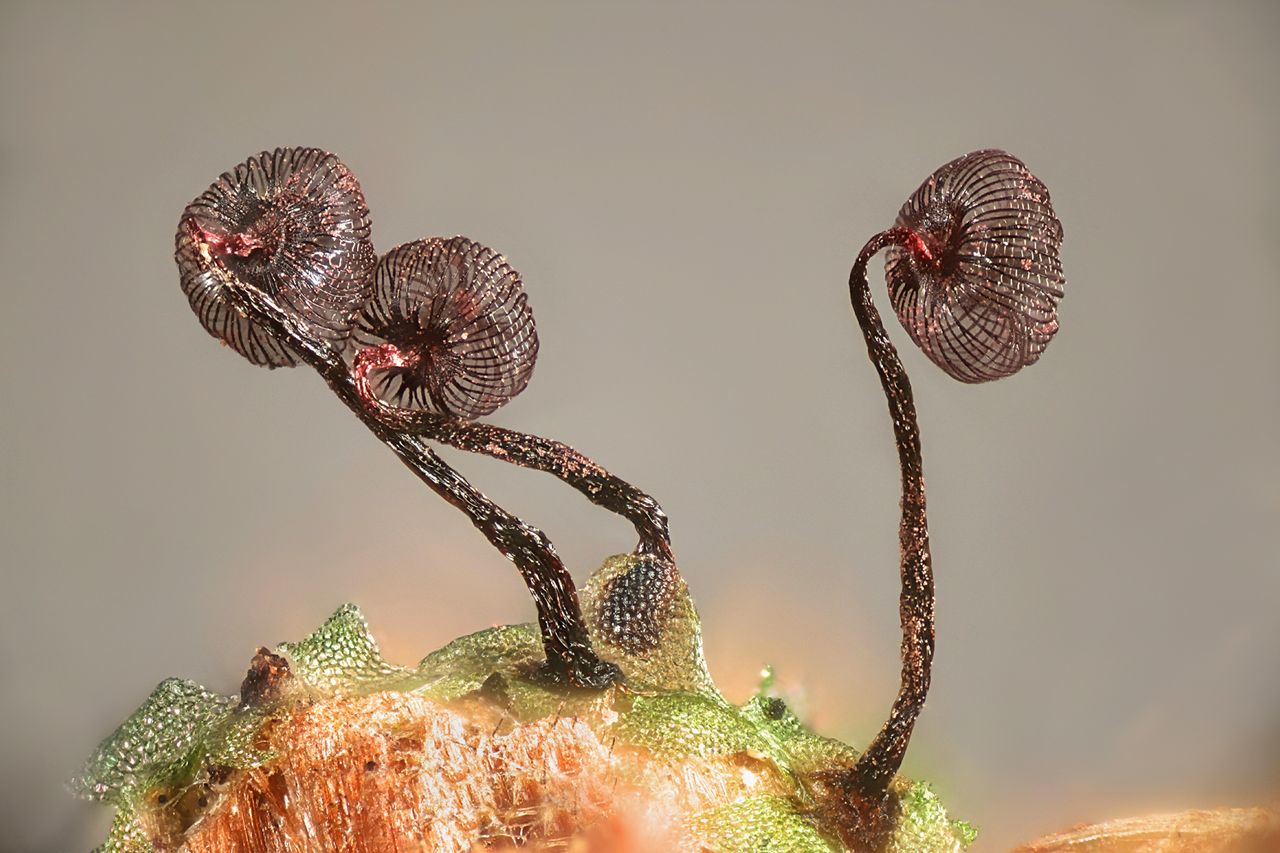 Entrant to the Nikon Small World Photomicrography Competition