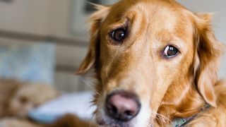 separation anxiety in dogs