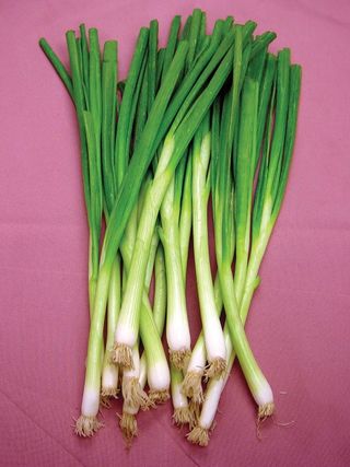 Bunching Onion, White Lisbon