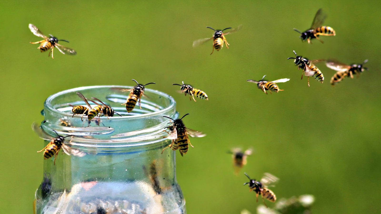 DIY yellowjacket trap