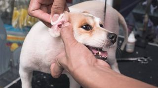 Groomer cleans the ear of a small mixed breed dog with cotton buds.