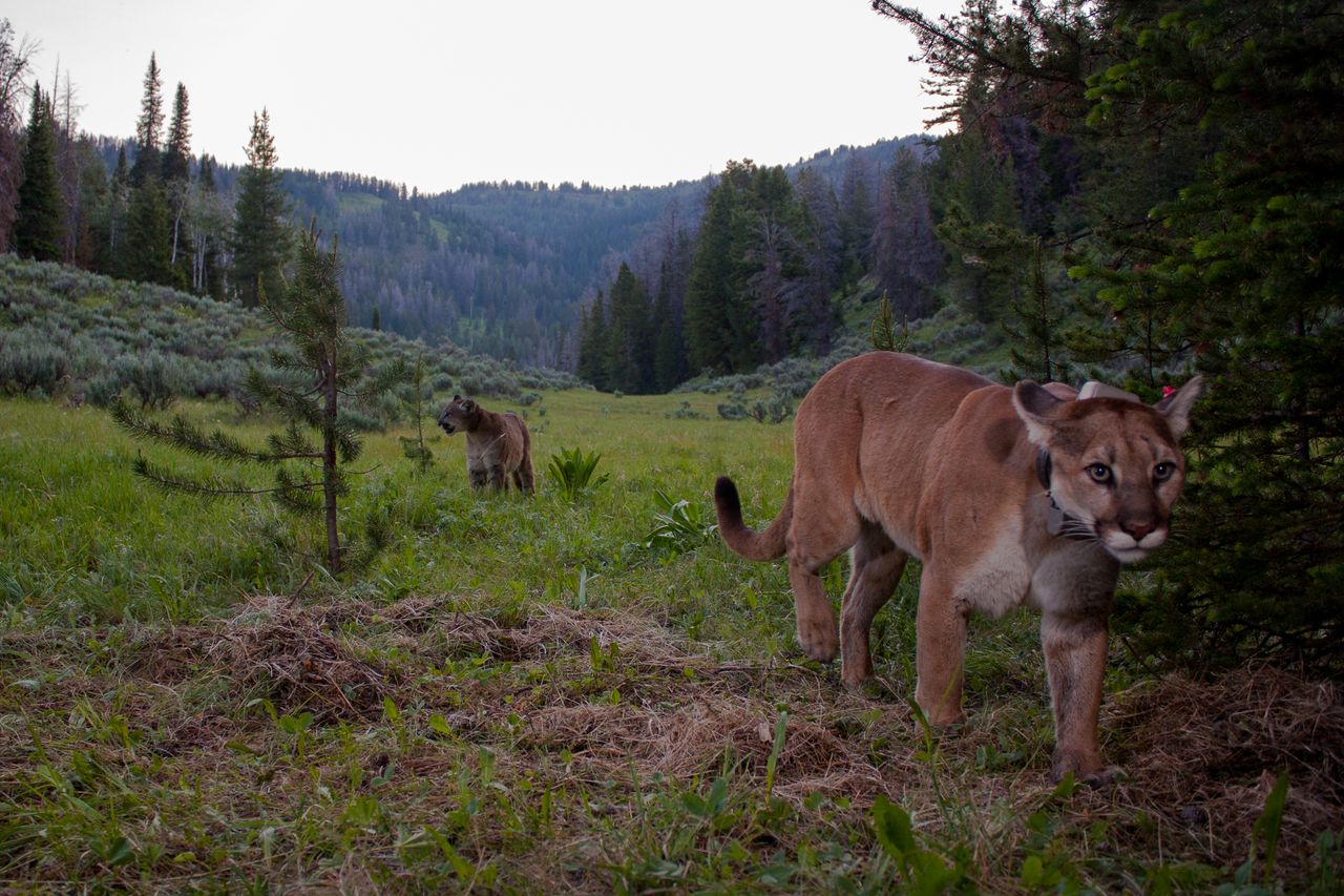 Two cougars search for prey.
