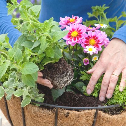 How to plant a hanging basket - an easy guide | Ideal Home