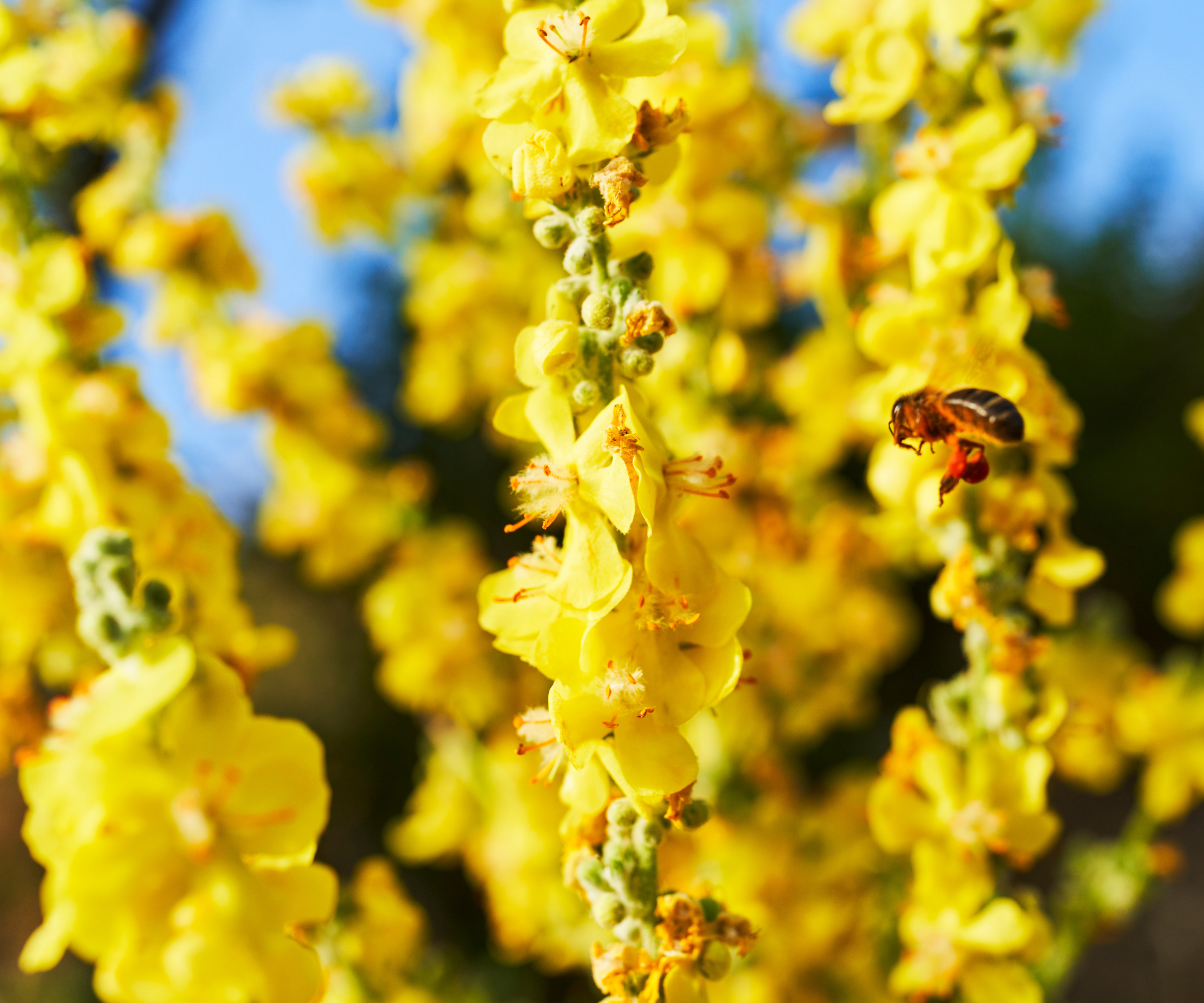 Honeybee flying near vibrant yellow mullein flowers, collecting pollen. Bees are essential for pollination and a healthy ecosystem