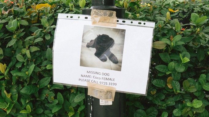 How to find a lost dog