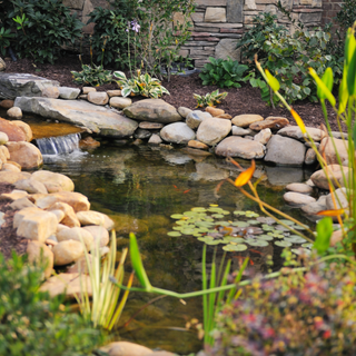 A landscaped Koi pond, surrounded by rockery
