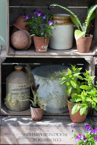 Various potted plants in shade of wooden crate