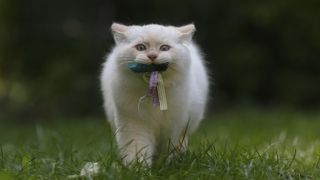 Ragdoll cat carrying a toy like a dog