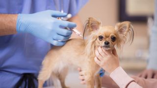 Dog having vaccination