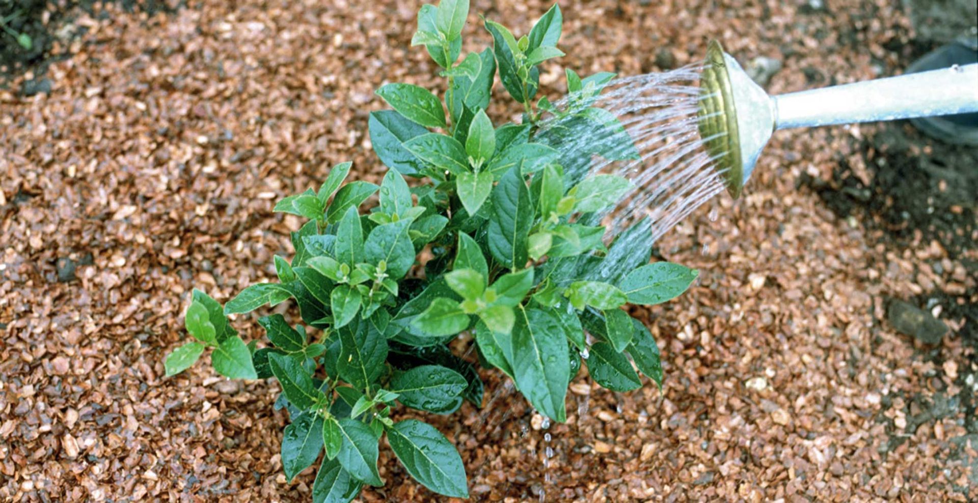 Watering can watering mulched viburnum to show how to protect plants from frost