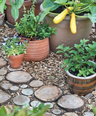 vegetables growing in pots with path made from logs