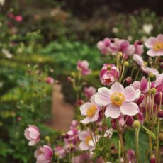 Clusters of delicate pretty faded petal pink flowers in pleasant cottage garden