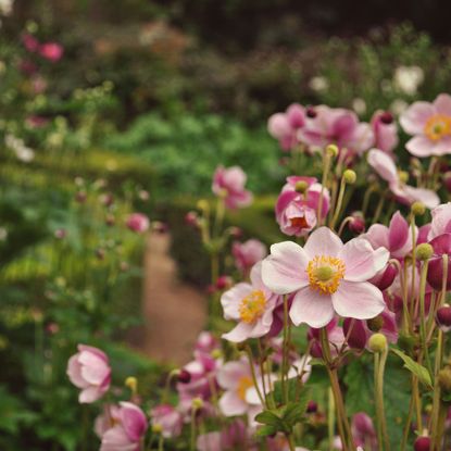 Clusters of delicate pretty faded petal pink flowers in pleasant cottage garden