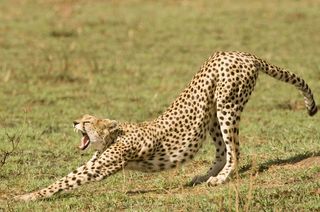 A cheetah stretching in Kenya's Masai Mara showing it's perfect teeth