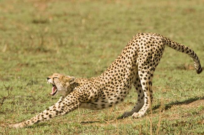 Cat Album: The Life of a Cheetah | Wild Cat Photos | Live Science