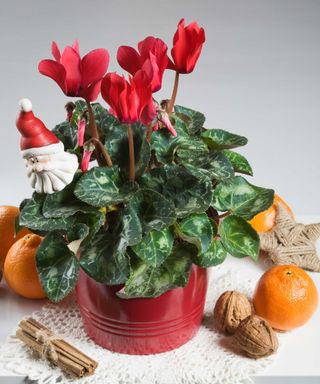 red cyclamen in pot with festive decor