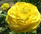 Ranunculus.jpg