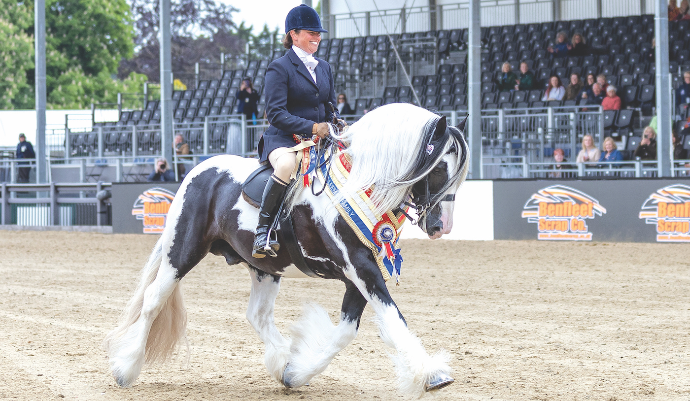 Coloured horse champion in the show ring