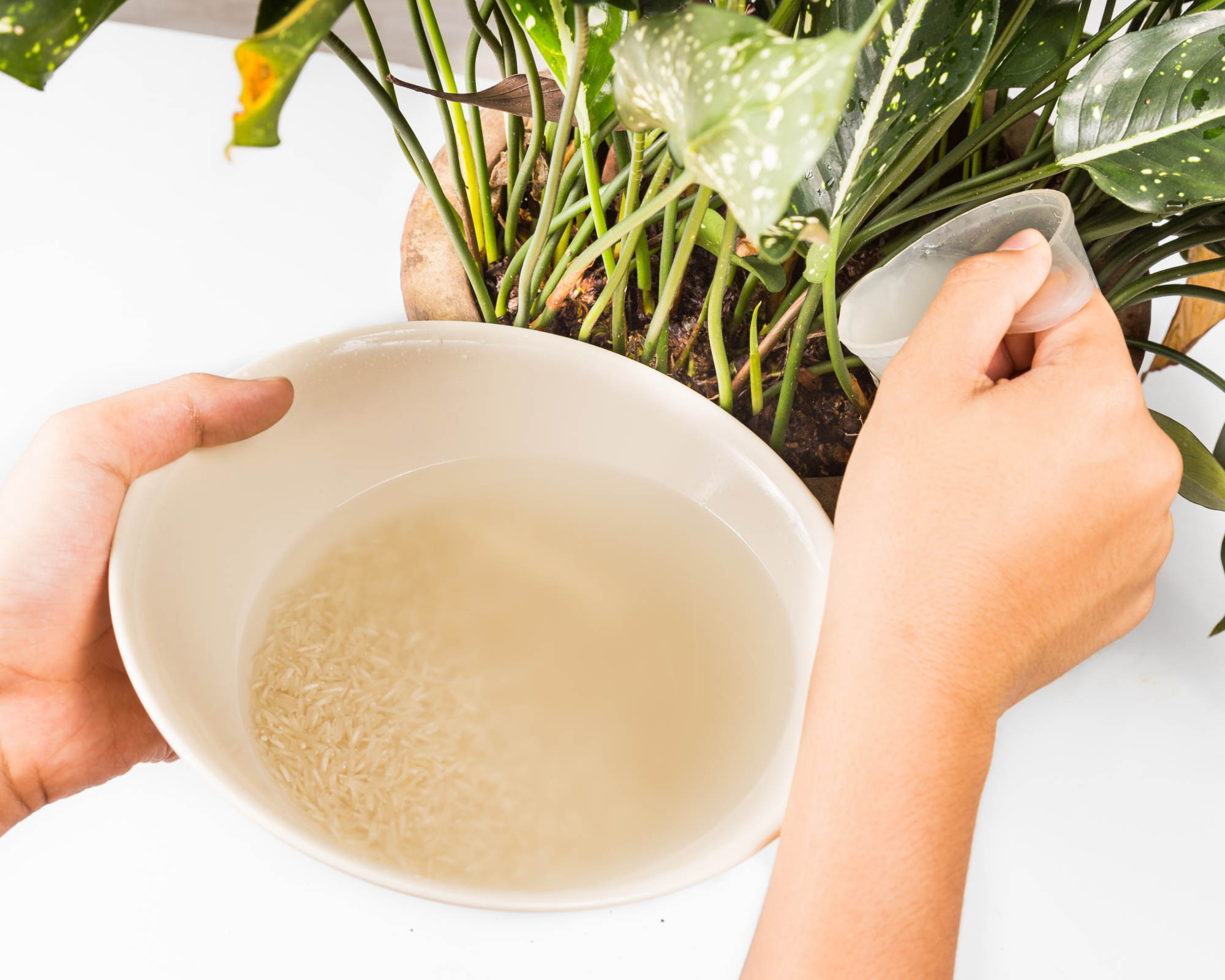 Woman pouring rice water on houseplant