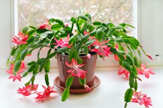 Christmas cactus (Schlumbergera) in pot