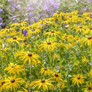 Black eyed susan in bloom with yellow flowers