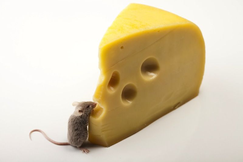 Little mouse eating cheese