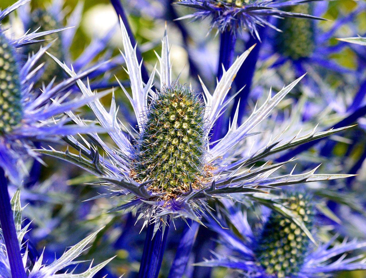 Blue Sea Holly Plants