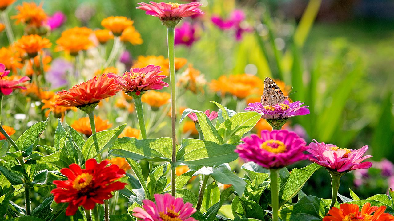 Zinnia flowers in red, orange, and pink, with butterfly