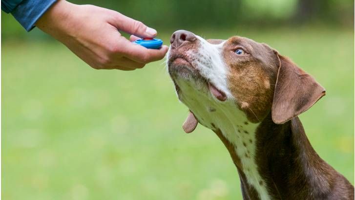 clicker training for dogs: how and when to use positive reinforcement