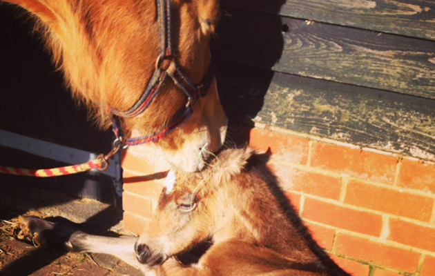 milliondollarbillfoal