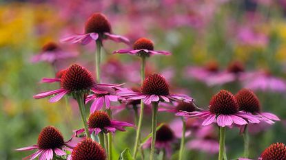 echinacea in garden