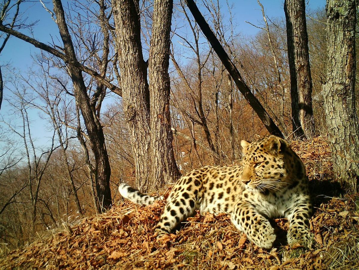 A healthy Amur leopard reclines in the park where the sick leopard was found.