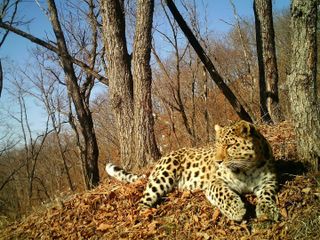 A healthy Amur leopard reclines in the park where the sick leopard was found.