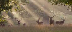 Deer stare out from a sun-drenched forest