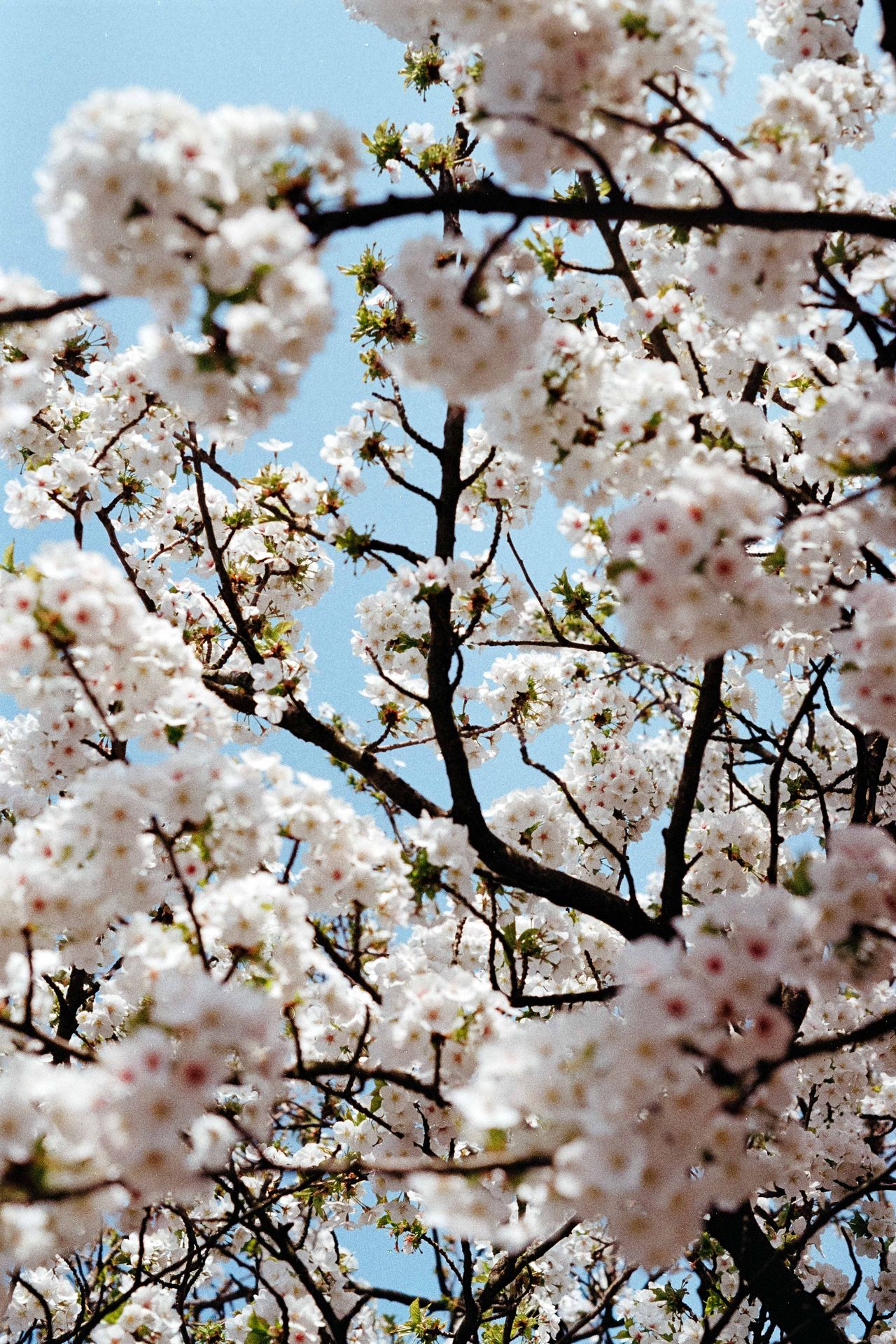 pentax me super
