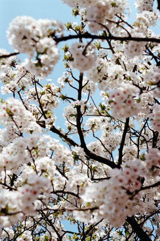 spring blossom close up shot on 35mm film