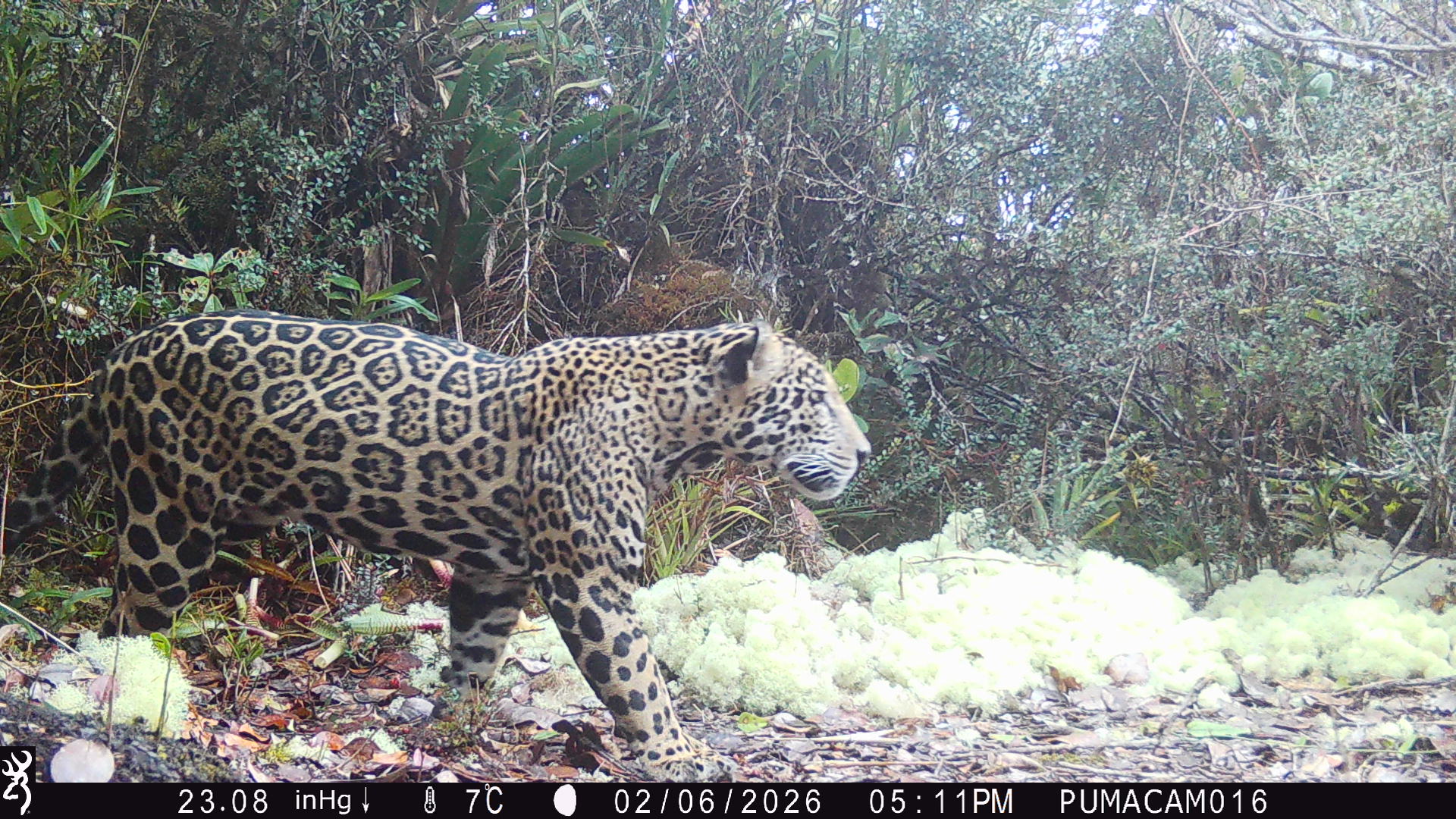A wild jaguar.