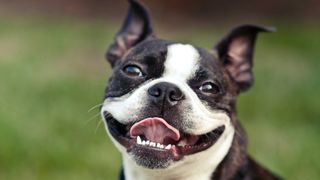 Boston Terrier